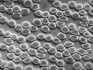normal blood smear - SEM normal blood smear - SEM